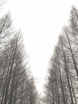 冬の木々.jpg